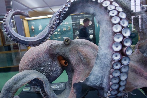Kraken 26at