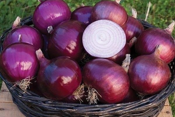 Даркнет официальный сайт на русском